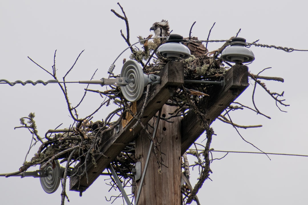 The Shocking Truth About Power Surge Damage: How to Protect Your Electronics and Appliances